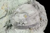 Multiple Blastoid (Pentremites) Plate - Illinois #68962-2